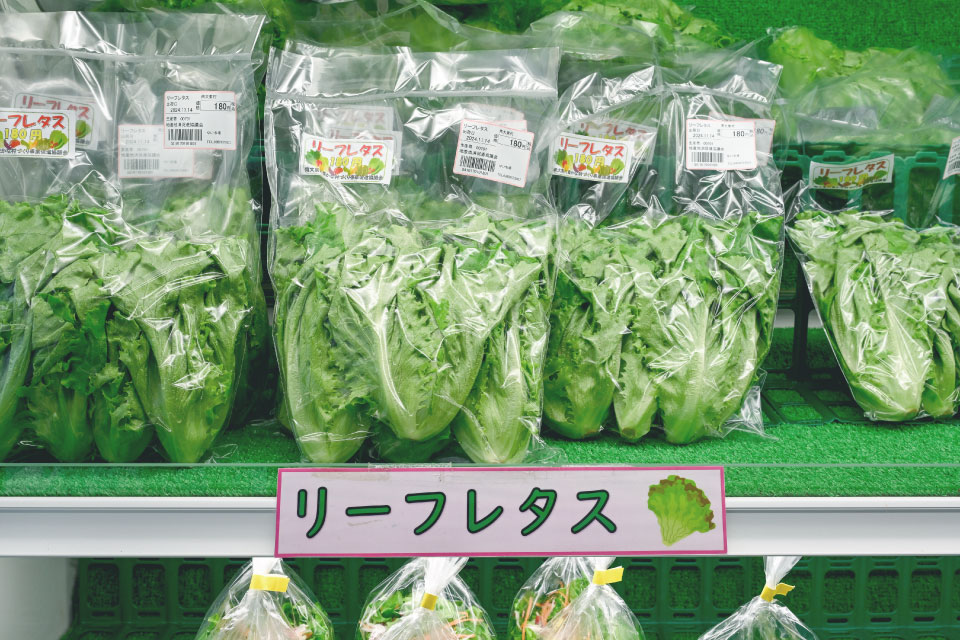 植物コンテナ産の葉野菜は島内5店舗で販売されている