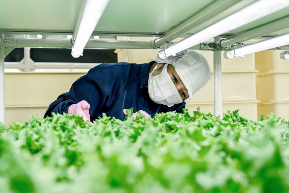 植物コンテナ内は温度・湿度が適度に保たれ、働く人は、どんな季節でも快適に仕事がこなせるという