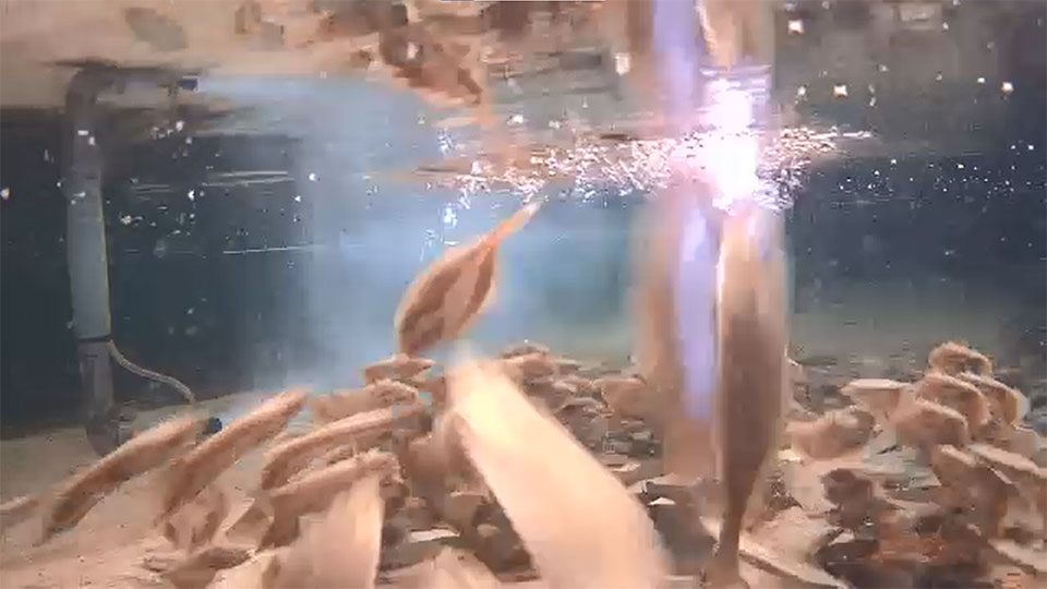 五島ヤマフ養殖場のヒラメ